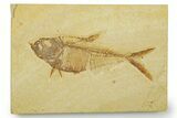 Detailed Fossil Fish (Diplomystus) - Wyoming #369440-1